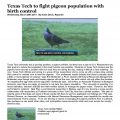 Texas Tech to fight pigeon population - March 2017