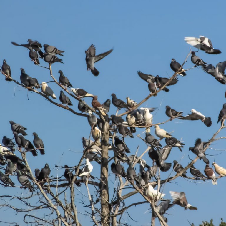 Population Management Pigeon Management